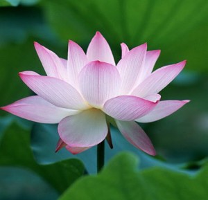 lotus